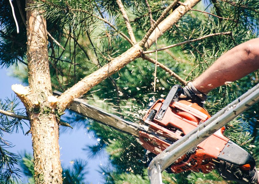 Tree removal work by East Coast Tree Experts in Lyman, ME
