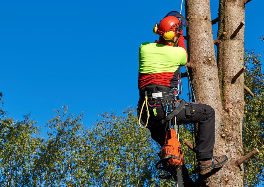 Tree removal work by Beaver Tree Services in Orange City, FL