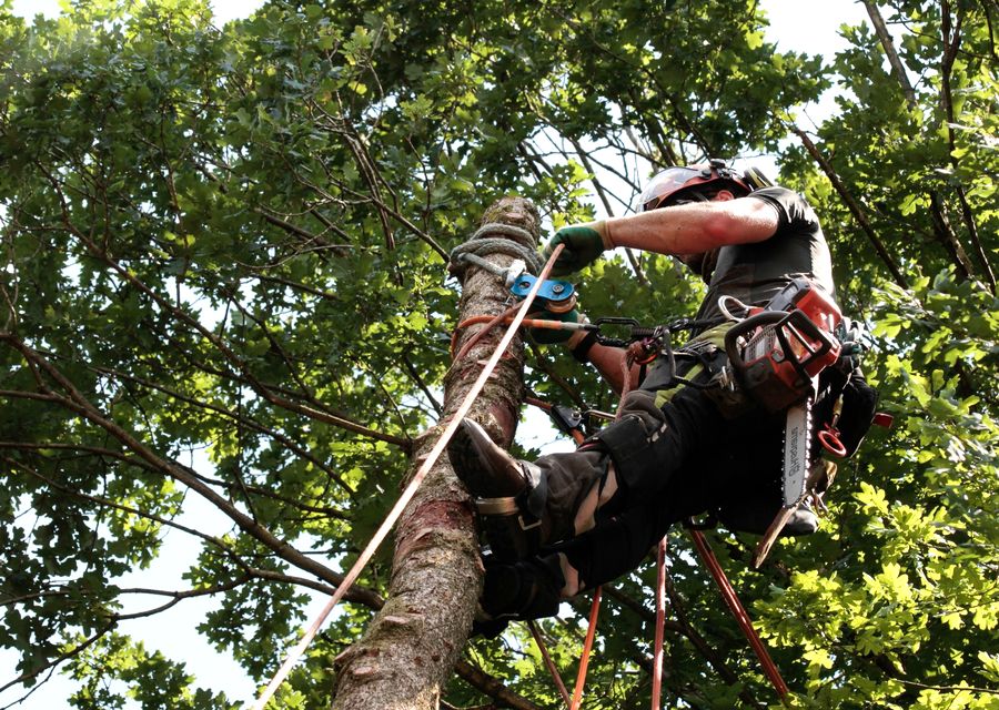 Tree removal work by Canales Tree Service LLC in White, PA