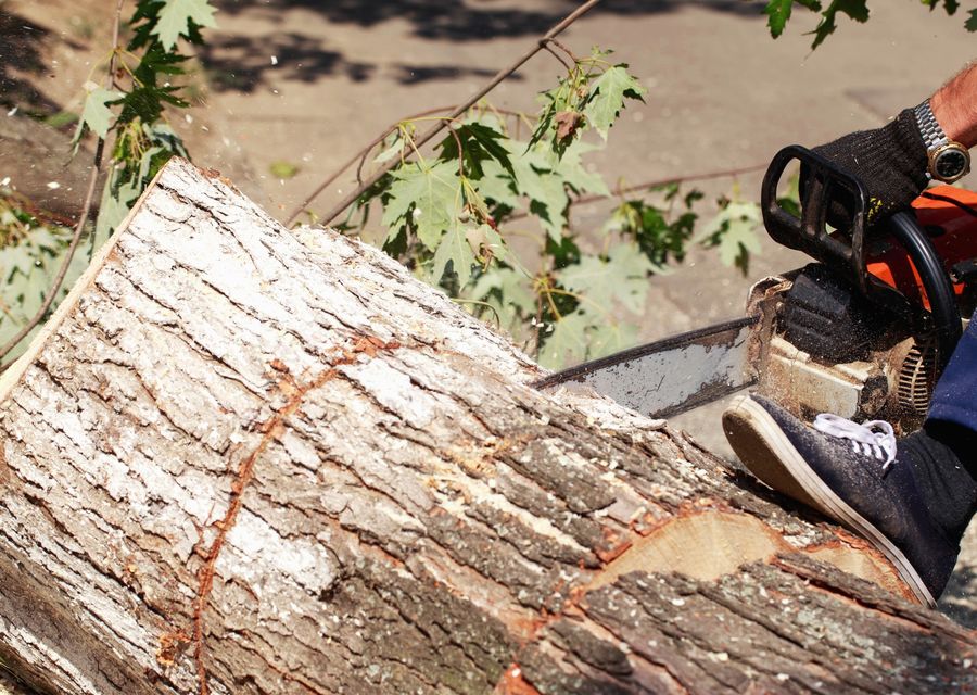 Tree removal work by All Island Tree Service Corp in Corona, CA