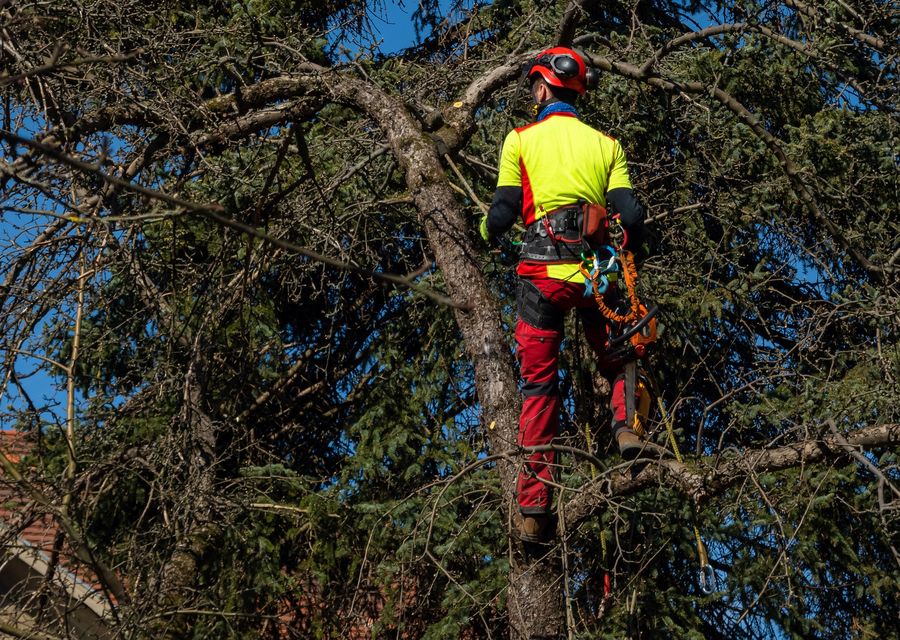 Tree removal work by Tall Tree Service in Crowley, TX