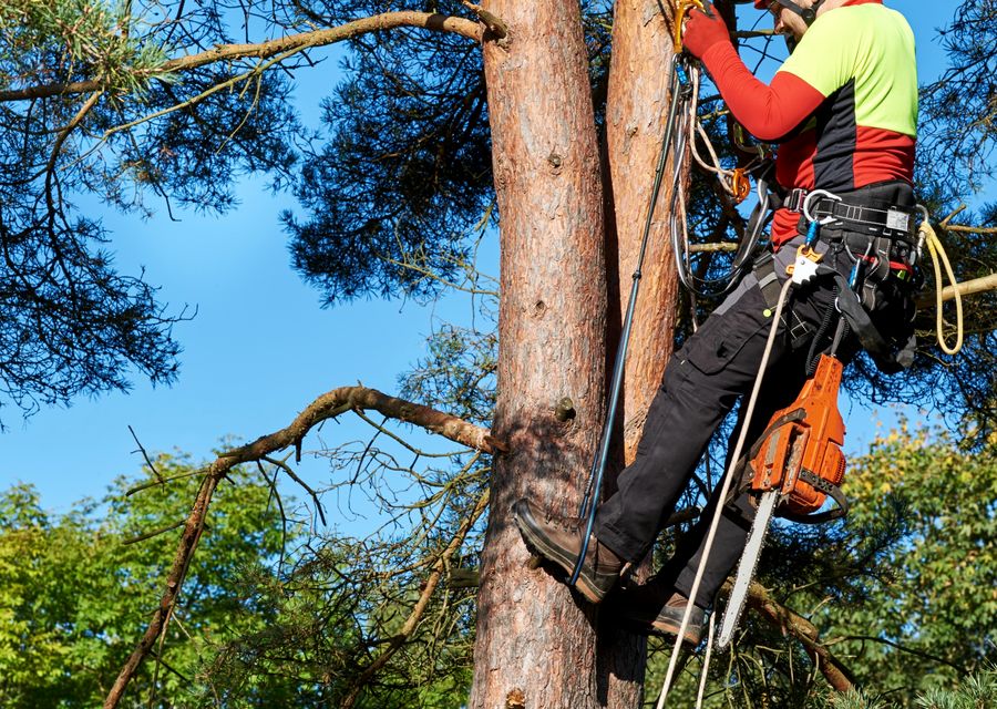 Tree removal work by Joe Tree Service Inc in Orland Park, IL
