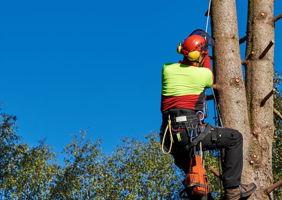 Tree removal work by Aspen Tree Expert Co., Inc. in Fox Lake, IL