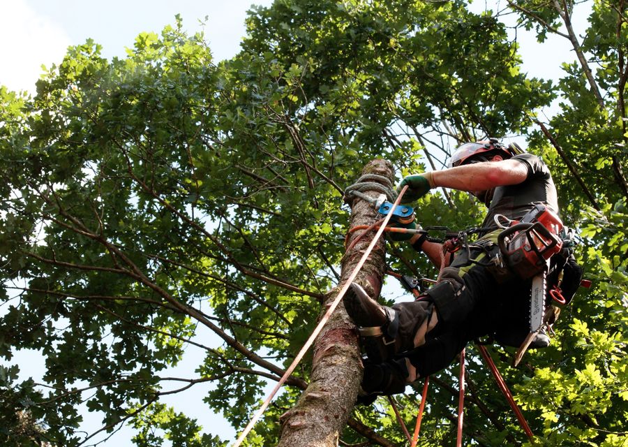 Tree removal work by Martinez Tree Service LLC in Papillion, NE