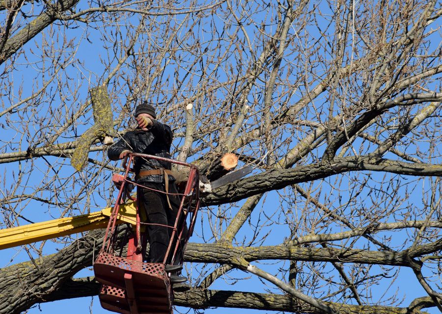 Tree removal work by MV Tree Services in Newmarket, NH