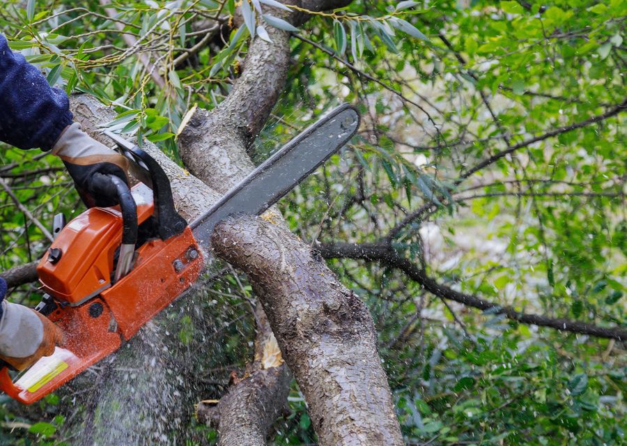 Tree removal work by Family Tree Service, LLC in Mt Pleasant, PA