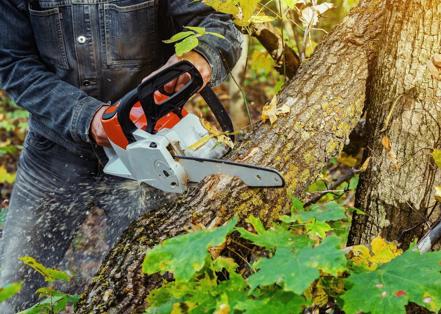 Tree removal work by Jersey City Tree Services in Weaverville, NC