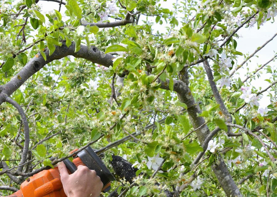Tree removal work by Forestry Tree Care in Reade, PA
