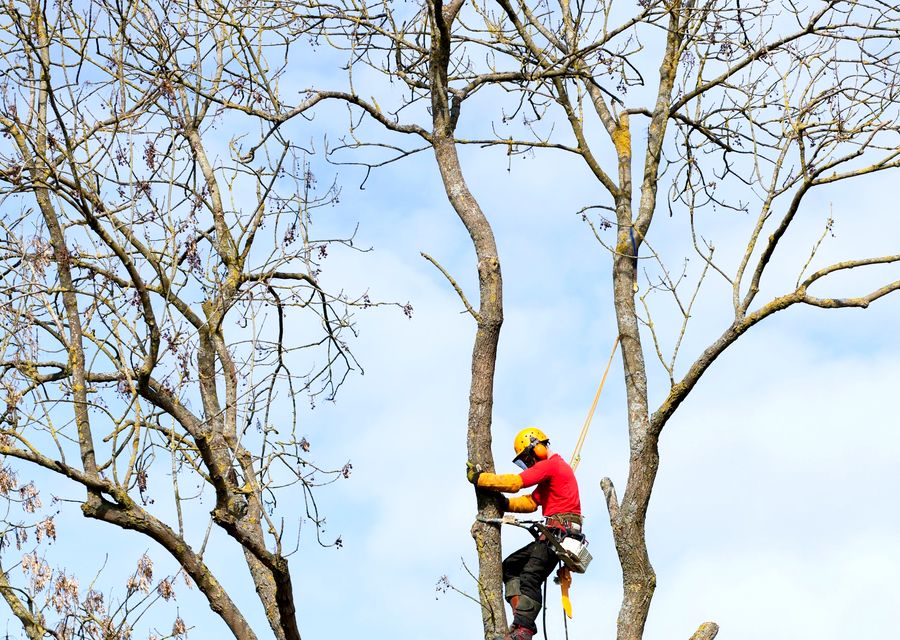 Tree removal work by Antonio & Ed Tree Experts in Castle Rock, CO