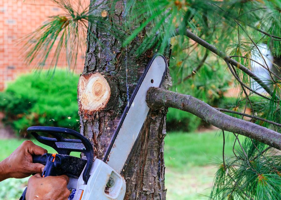 Tree removal work by Cornerstone Tree and Landscape Services in Dunbar, PA