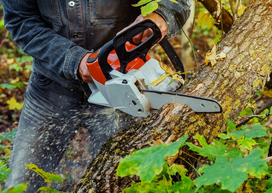 Tree removal work by E & B Tree Service in Wells, ME