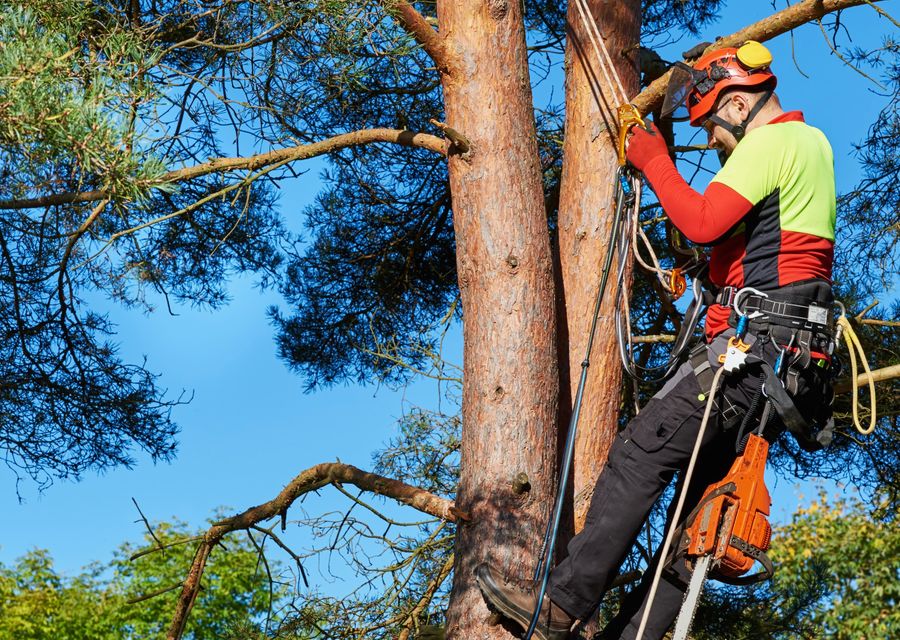 Tree removal work by JM Tree & Landscape Service in Stallings, NC