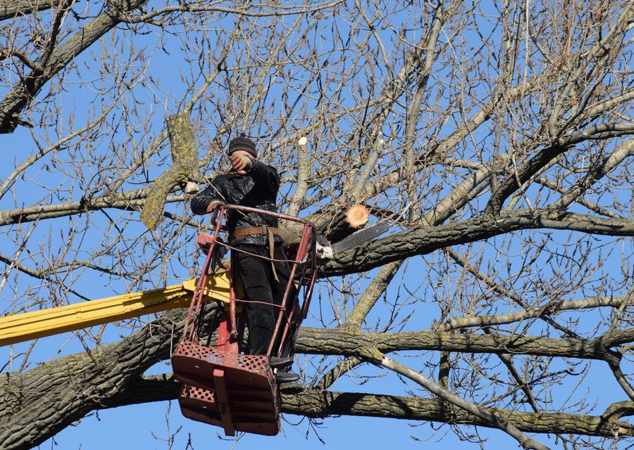Tree removal work by A & W Tree Services in La Grange Park, IL