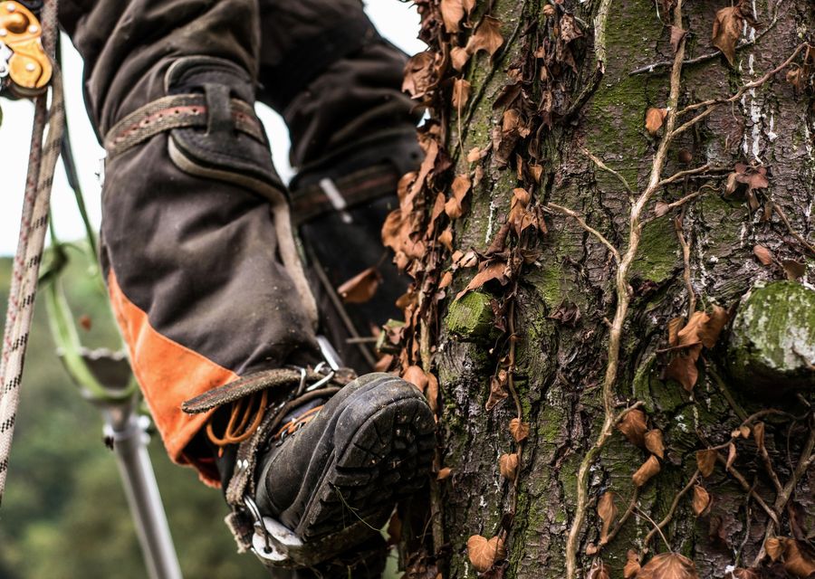 Tree removal work by Arbor Tree Care in Mt Joy, PA