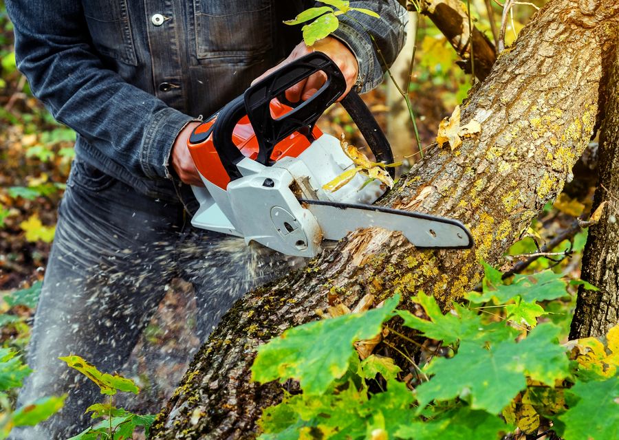 Tree removal work by Luceros Landscaping & Tree Services in Oak Lawn, IL
