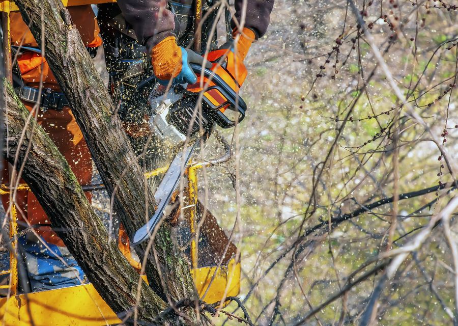 Tree removal work by Patrick Certified Arborist LLC in Elk Lick, PA