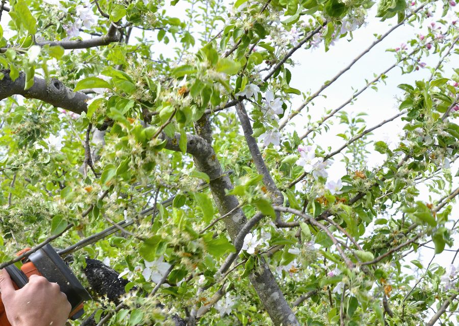 Tree removal work by Robertson Tree Service in Batesburg-Leesville, SC