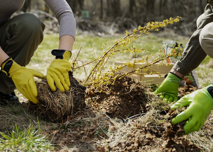 Tree removal work by Tim's Tree Service in Cicero, IL