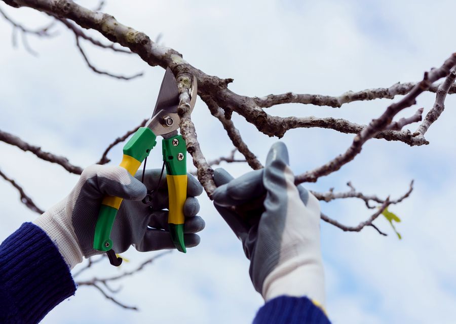 Tree removal work by Fox Tree Service in Sugar Hill, GA
