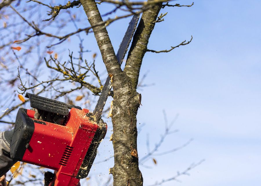 Tree removal work by Jackson Tree Service & Land Clearing in Waleska, GA