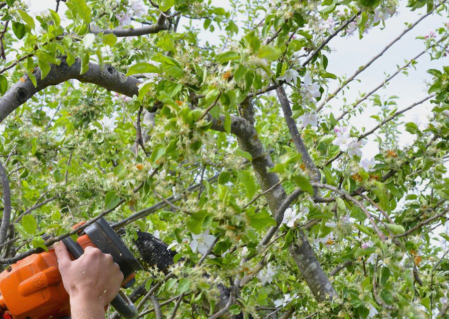 Tree removal work by Professional Tree Removal in Mokena, IL