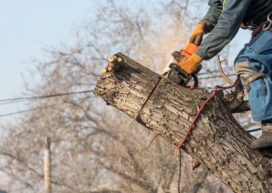 Tree removal work by Bailey Tree LLC in Munster, PA