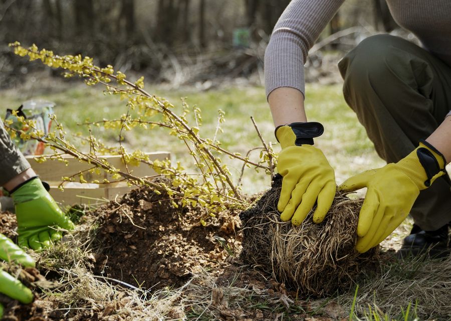 Tree removal work by Ramalho Tree Service in Mundelein, IL