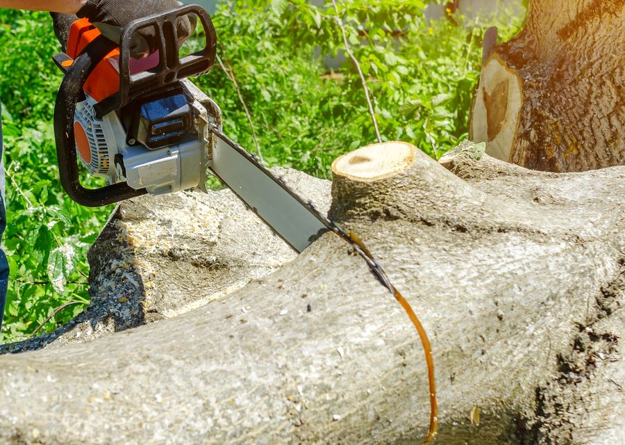 Tree removal work by Q&F Green Crown care LLC in Beaufort, SC