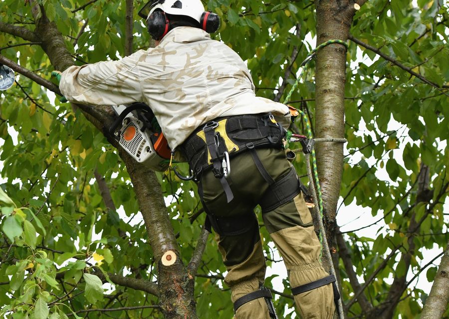 Tree removal work by Red Maple Tree Services Corp in Zion, IL