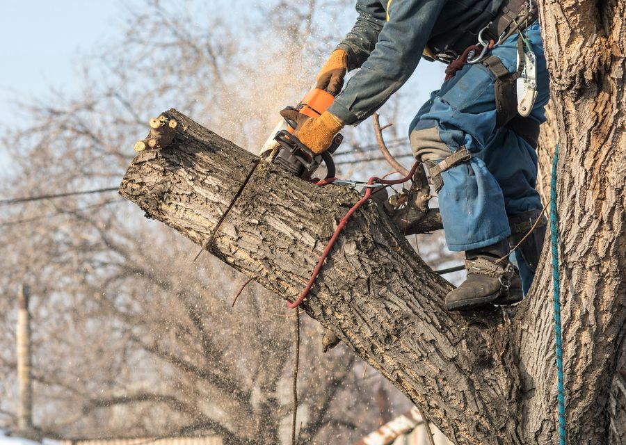 Tree removal work by P.J.R Landscaping & Tree Service Corp in Peotone, IL