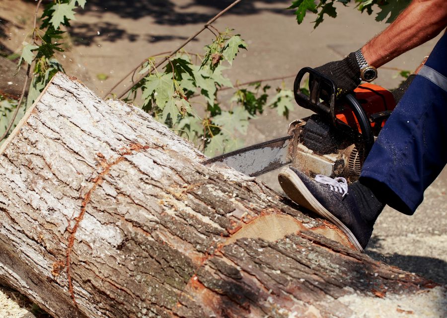 Tree removal work by LumberJerks tree service in Bridgeport, PA