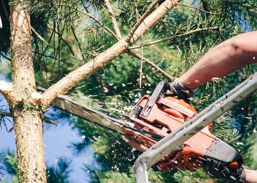 Tree removal work by Onofre Tree & Lawn Service Since 2010 in St Clair, PA