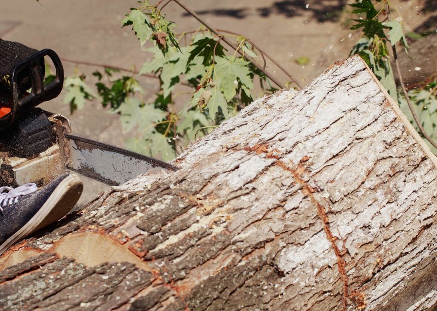 Tree removal work by Liberty Tree Service LLC in Donegal, PA