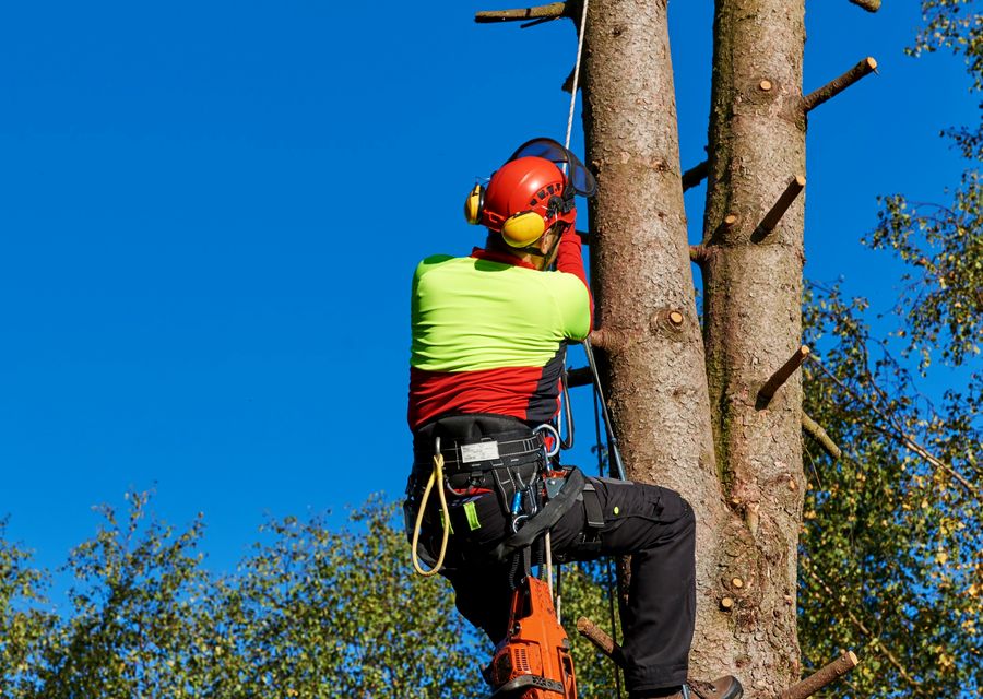 Tree removal work by Long Island Best Tree Service in Woodridge, IL