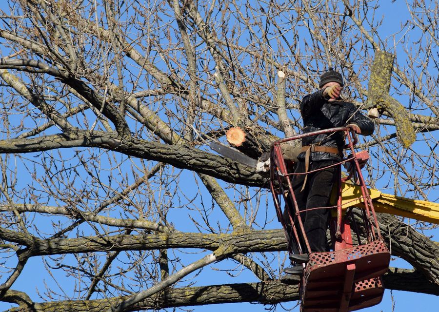 Tree removal work by Princeton Tree Care in Raymond, NH