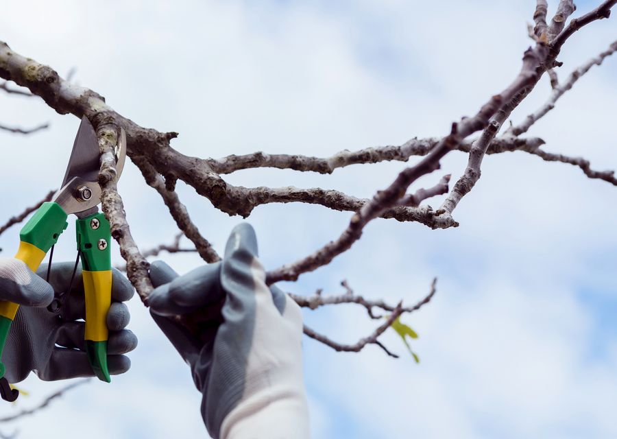 Tree removal work by Freeport Tree Services in Powder Springs, GA