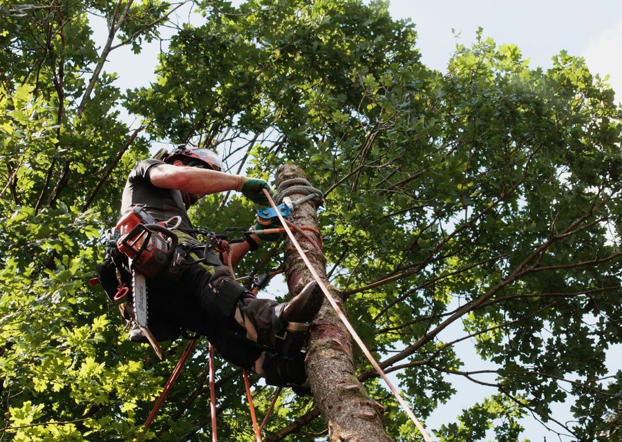 Tree removal work by Bobby L Tree Service LLC in Apopka, FL