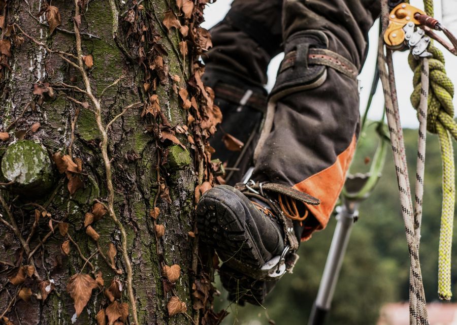 Tree removal work by B.I.G. Treez in Whitpain, PA
