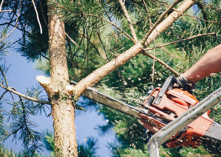 Tree removal work by USA Pro Tree Service LLC in Penn, PA