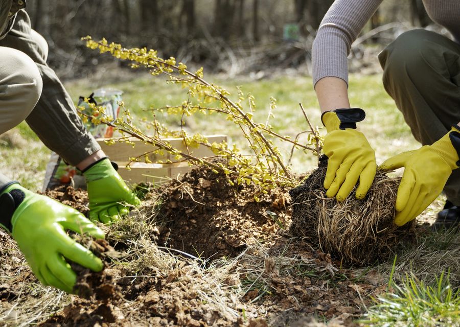 Tree removal work by Hernandez Tree Care Service Corp in Smyrna, GA