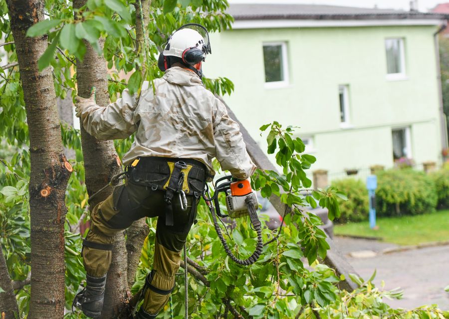 Tree removal work by Arborescent Tree Service in North Union, PA