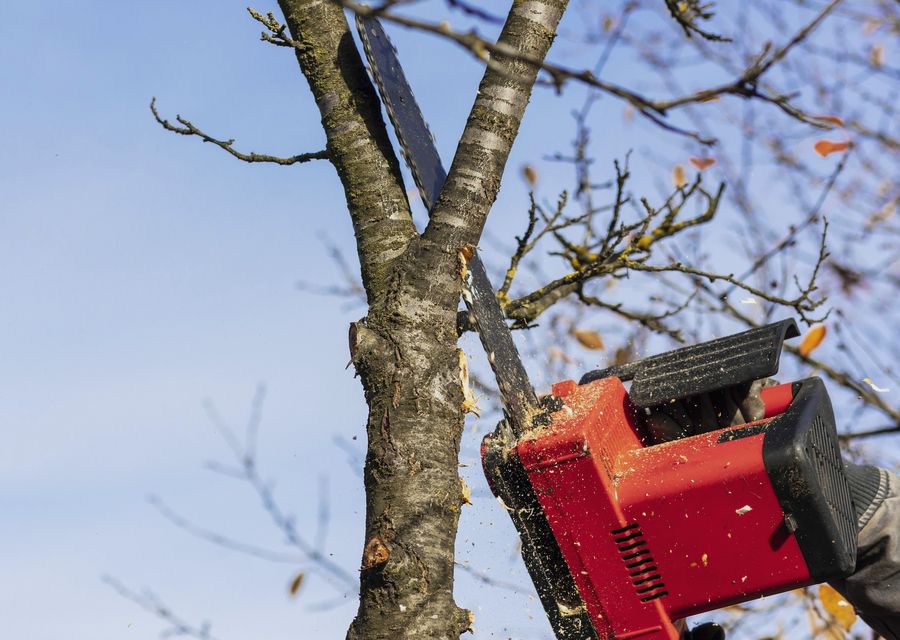 Tree removal work by Shark Tree Service in Monroeville, PA