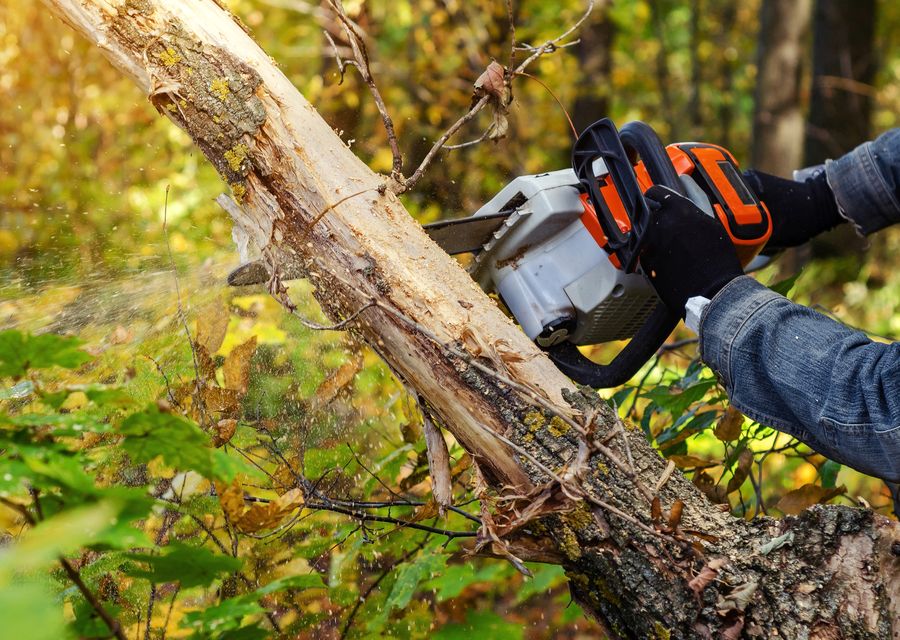 Tree removal work by Rob's Tree Service in Barnstead, NH