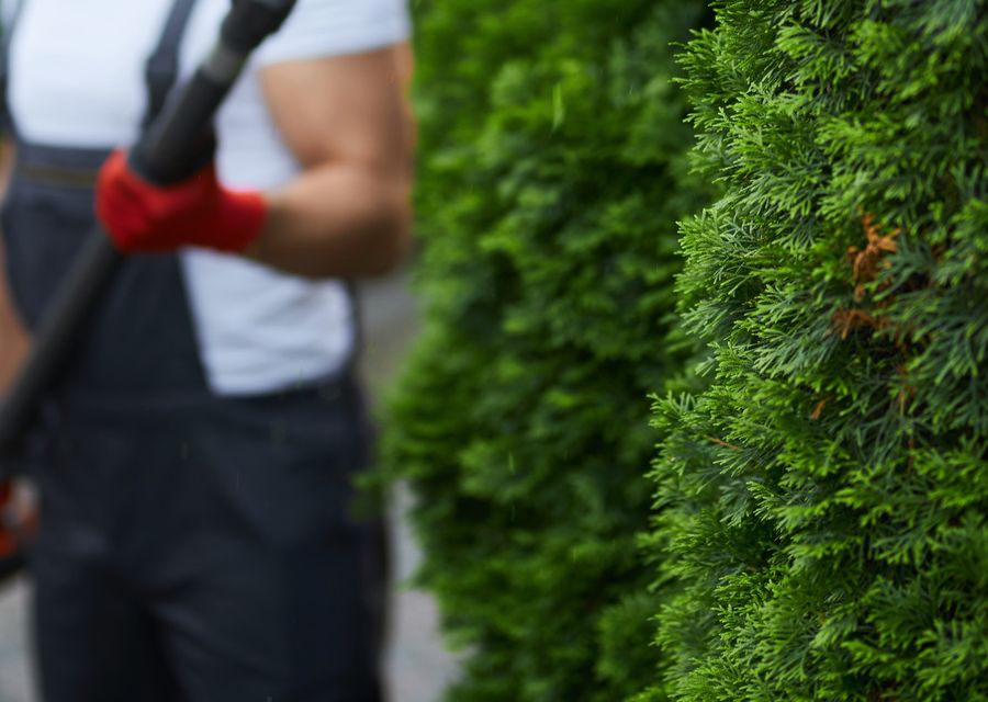 Tree removal work by Tom Tree & Plant Health Care LLC in Crest Hill, IL