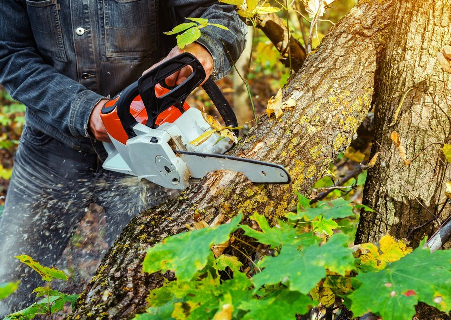 Tree removal work by JRs Tree Service in Golf, IL