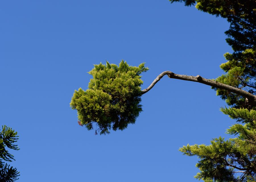 Tree removal work by Tesla Tree Service in Rostraver, PA
