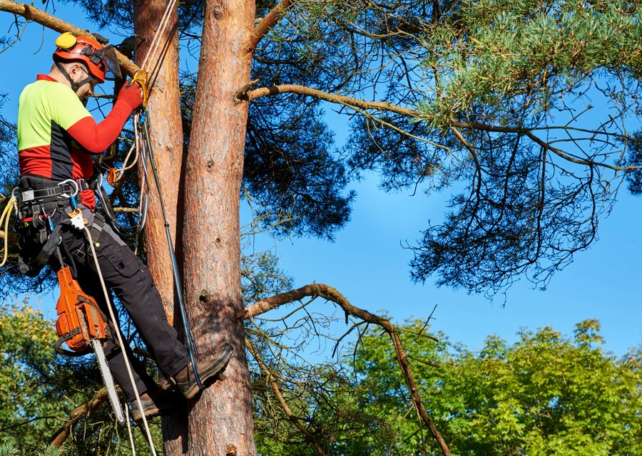 Tree removal work by Bear Creek Tree Service in Adams, PA