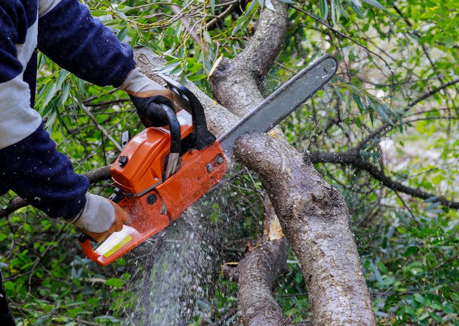 Tree removal work by Team Gale Tree Service in Lower Southampton, PA