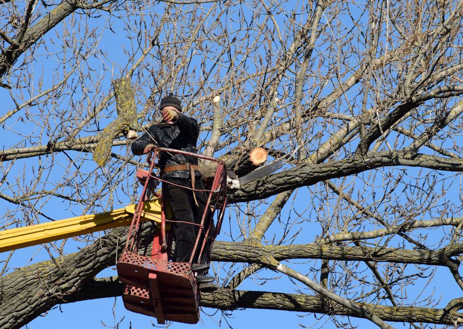 Tree removal work by Wally's Tree Service in Wood Dale, IL