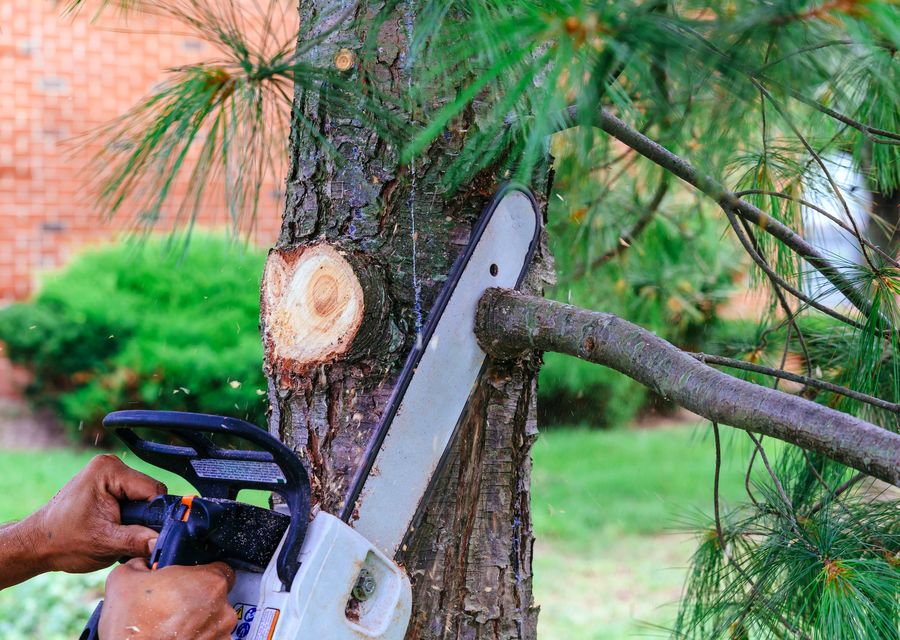 Tree removal work by Pereira's Tree Services Inc in West Chicago, IL